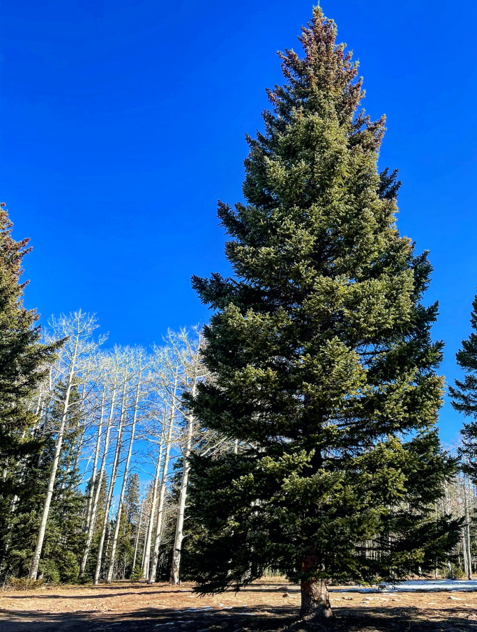 Kenworth T680 Features Stunning Beautiful Design for U.S.